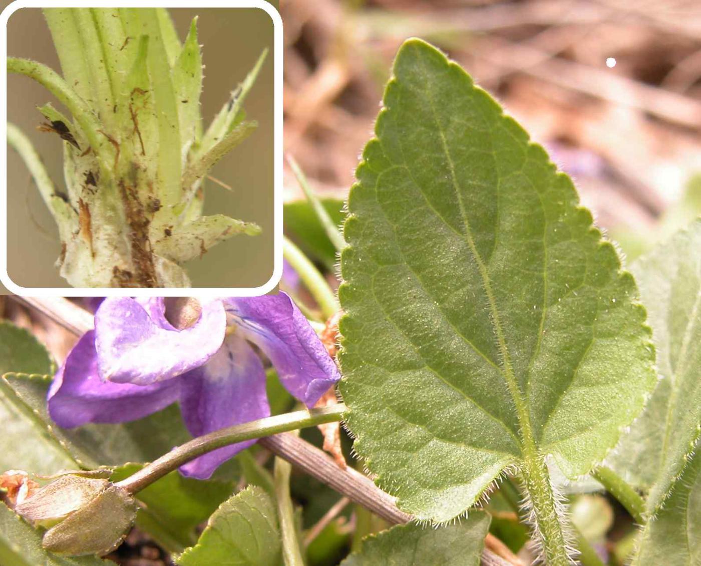 Violet, Hairy leaf